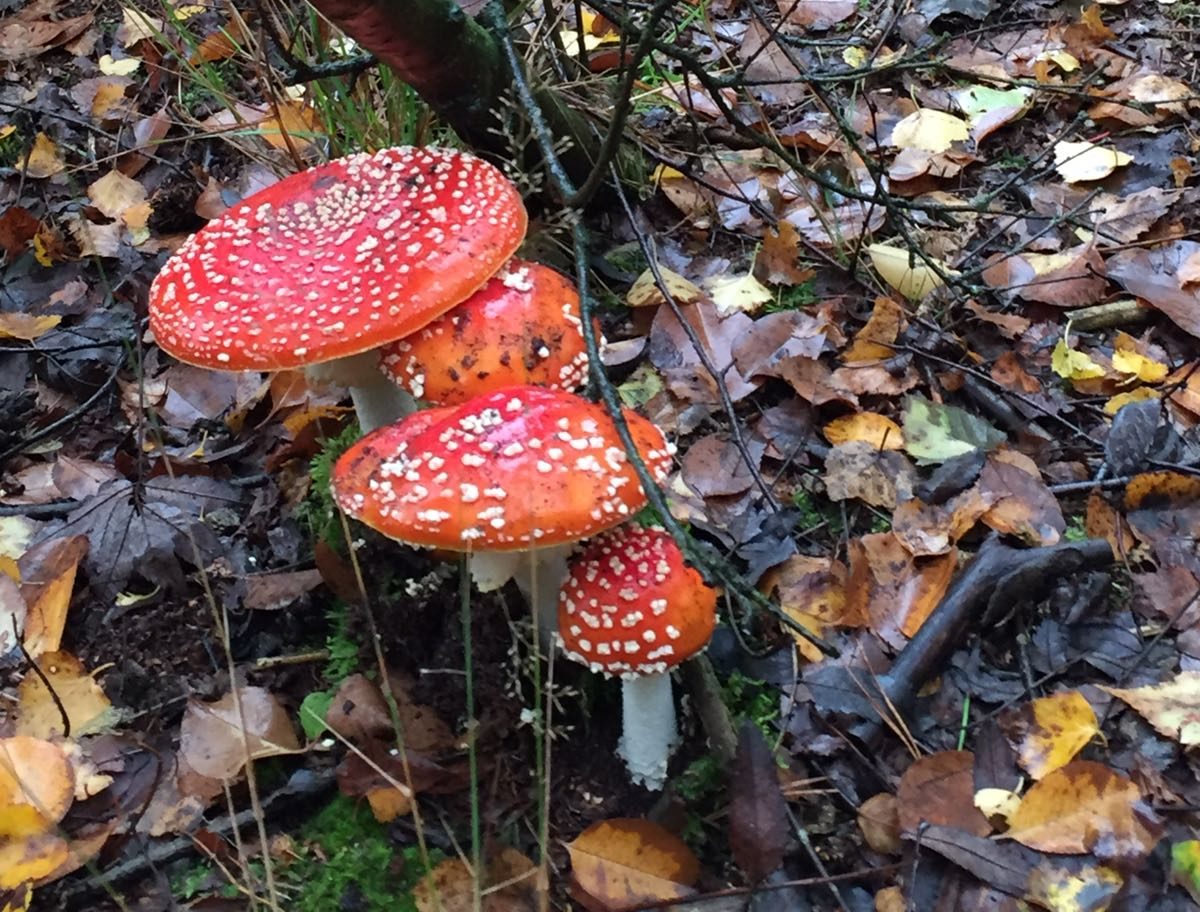 Vliegenzwam paddenstoel wandelen op de Veluwe