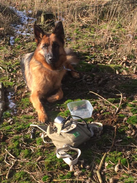 wandelen met je hond | natuurwandelingen